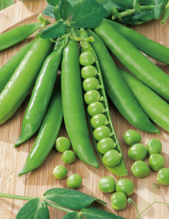 Shelling Pea- Massey Gem