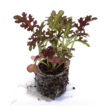 Mizuna, Red Kingdom – Microgreen Seed