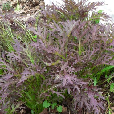 Ruby Streaks – Mustard Green Seed