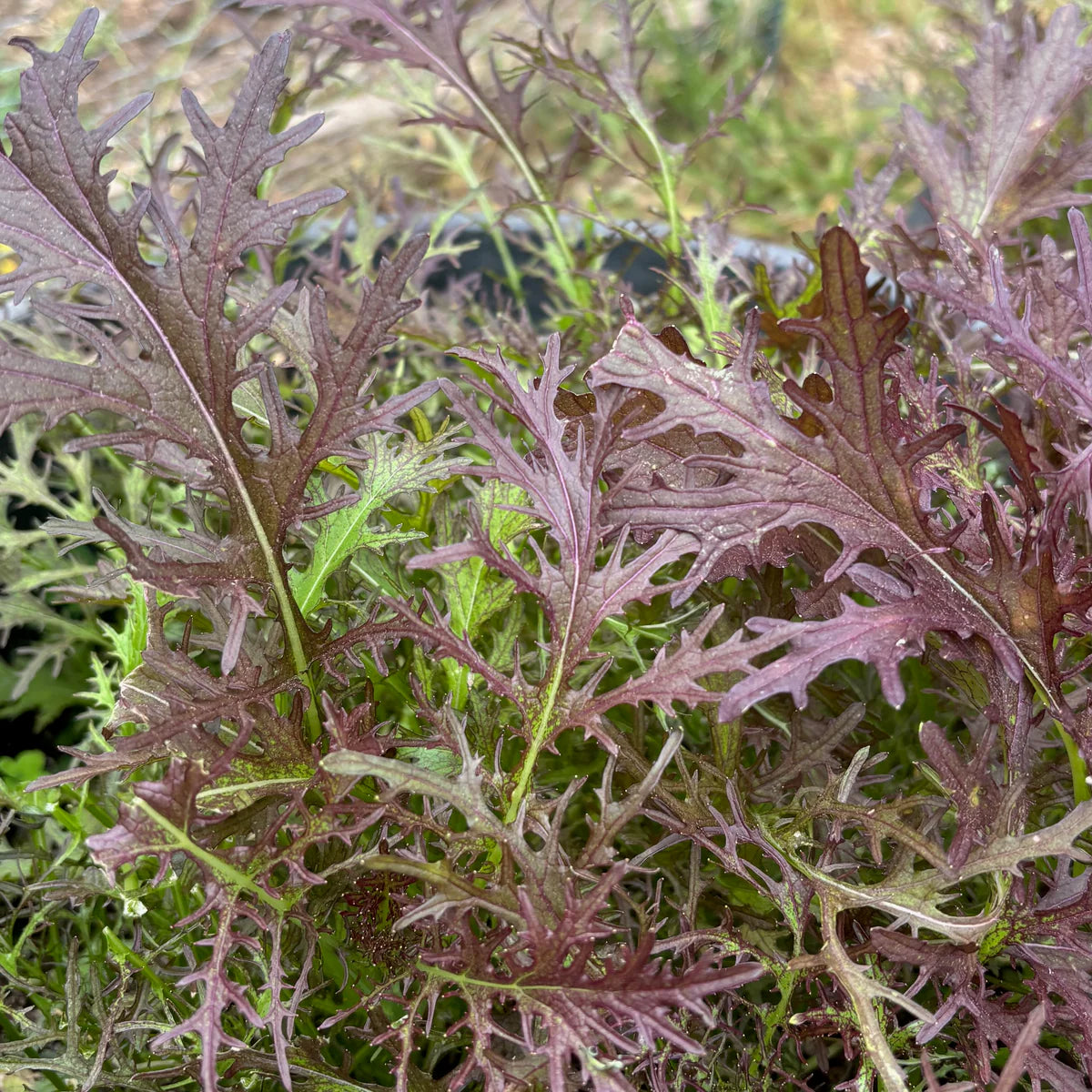 Ruby Streaks – Mustard Green Seed