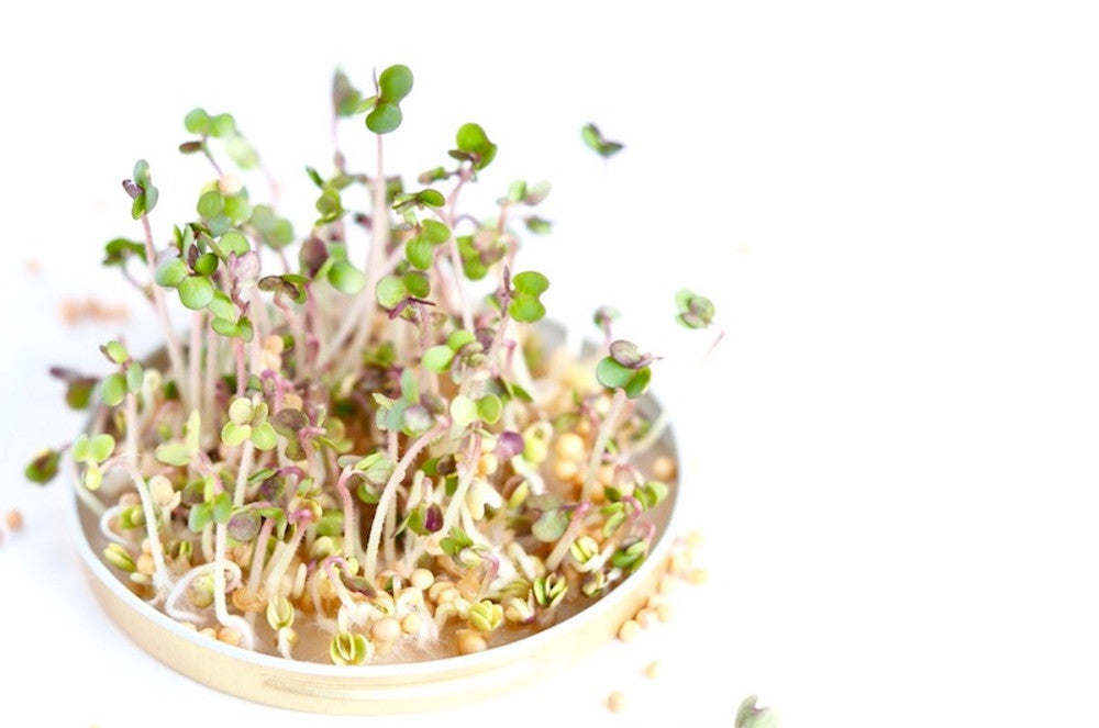 Mustard, Brown – Organic Sprouting Seeds