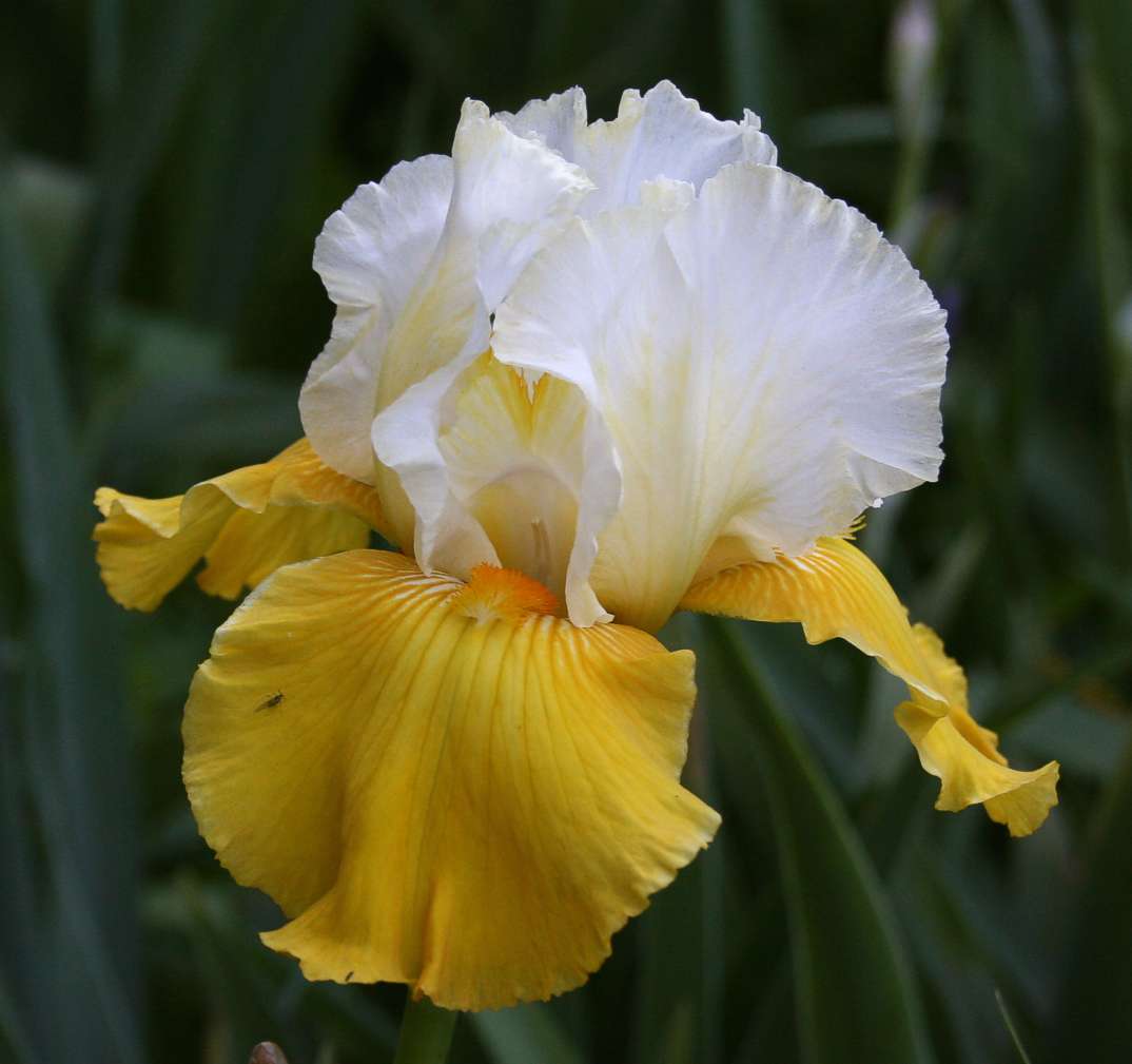 Neutron Dance Bearded Iris Seeds