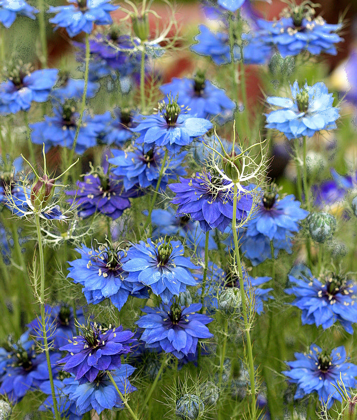 Nigella- Miss Jekyll Blue