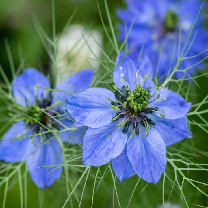 Heirloom Love-in-a-Mist Flower Seeds, Non-GMO Delicate Blooms for Cottage-Style Garden Planting