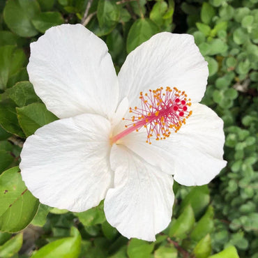 White Hibiscus Heirloom Non-GMO Seeds for Planting