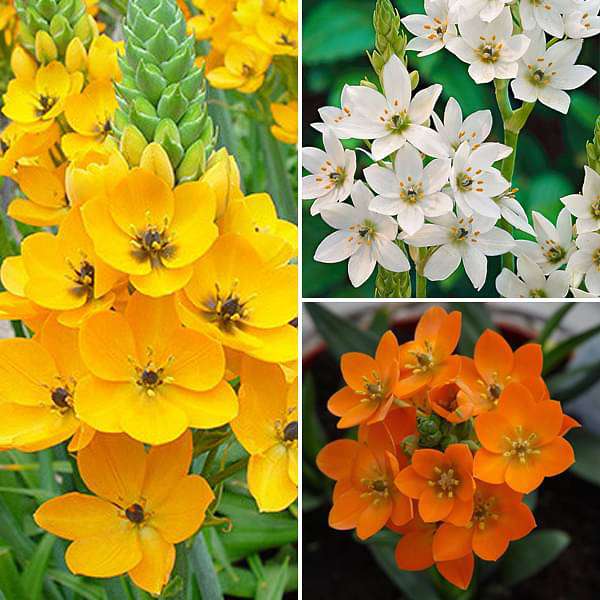 Chincherinchee Ornithogalum Bulbs