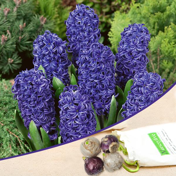 Blue Pearl Bulbs