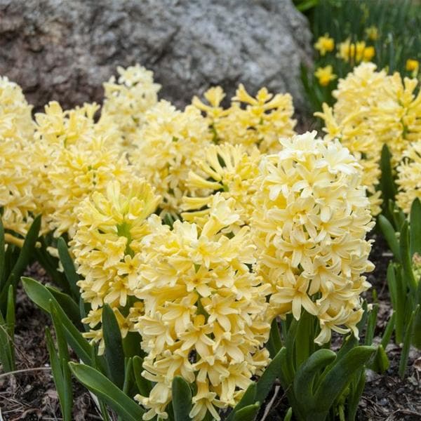 Yellow Bulbs