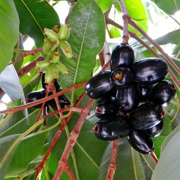 Jamun Seeds