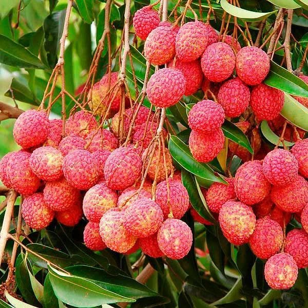 Litchi Seeds