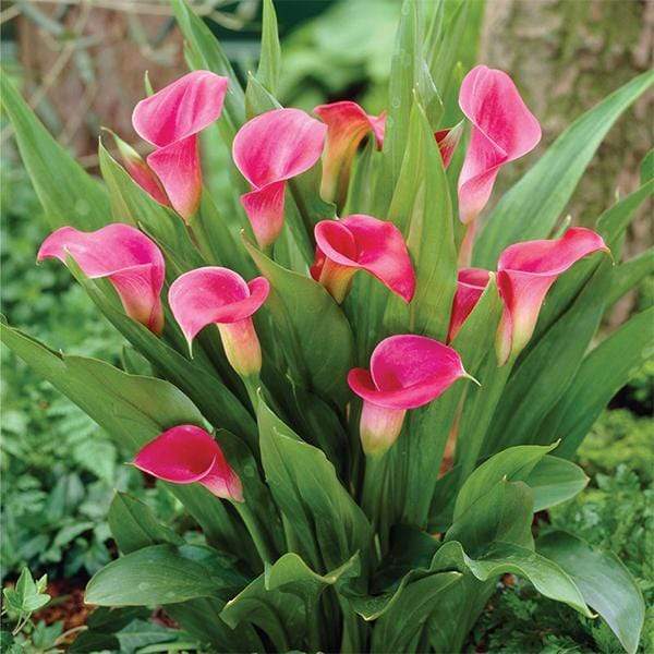 Heirloom Non-GMO Pink Zantedeschia Calla Lily Flower Seeds for Planting – Garden Blooms