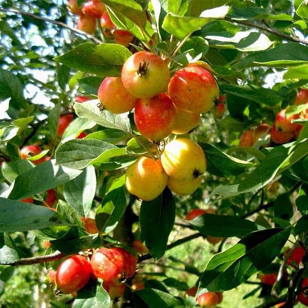 Crab Apple Seeds