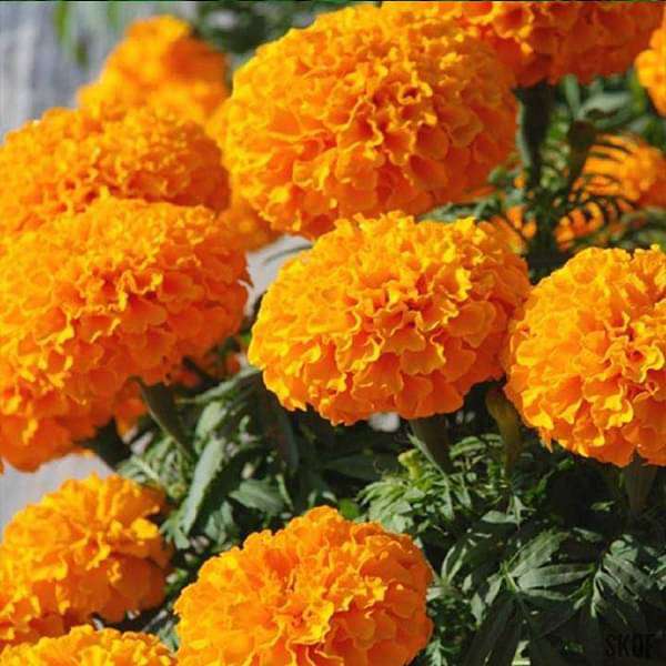 Giant Orange – Marigold Seed