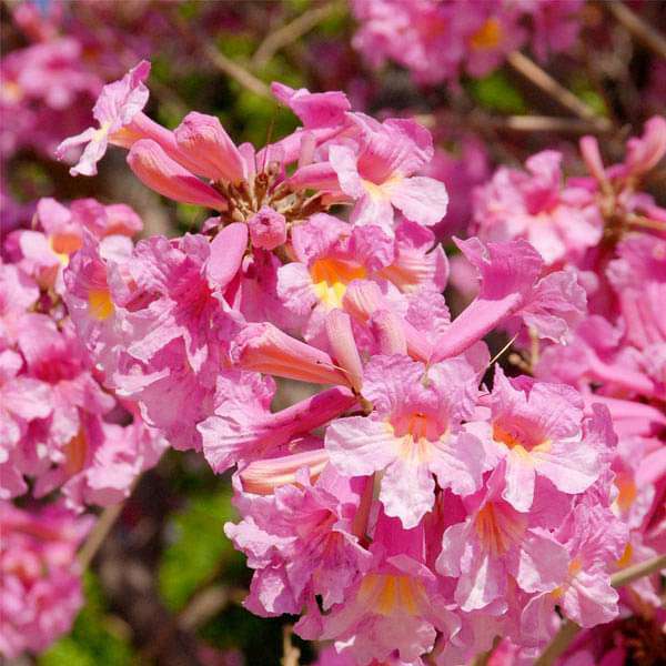 Pink Jacaranda Mimosifolia Flower Seeds – Heirloom, Non-GMO Flower Seeds for Planting