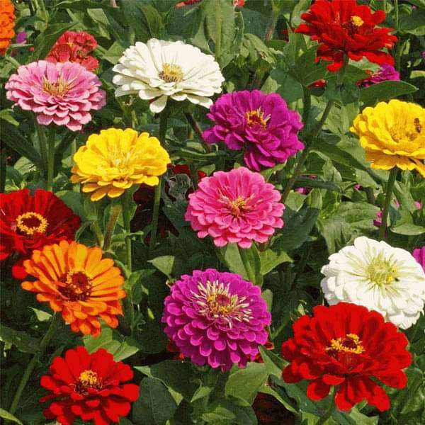 Zinnia Mixed Color Flower Seeds
