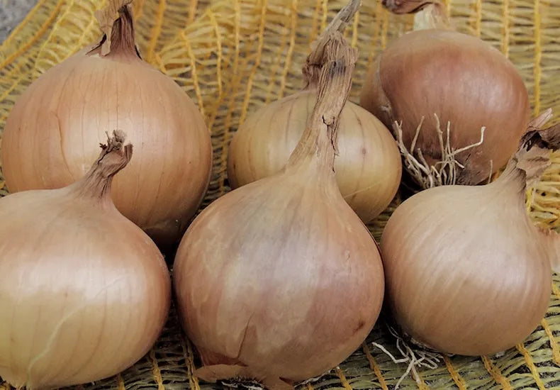Elsye – Organic Onion Seed