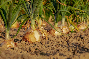 Onion – Sprouting Seeds