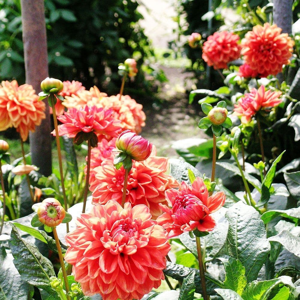 Orange Nugget Dahlia