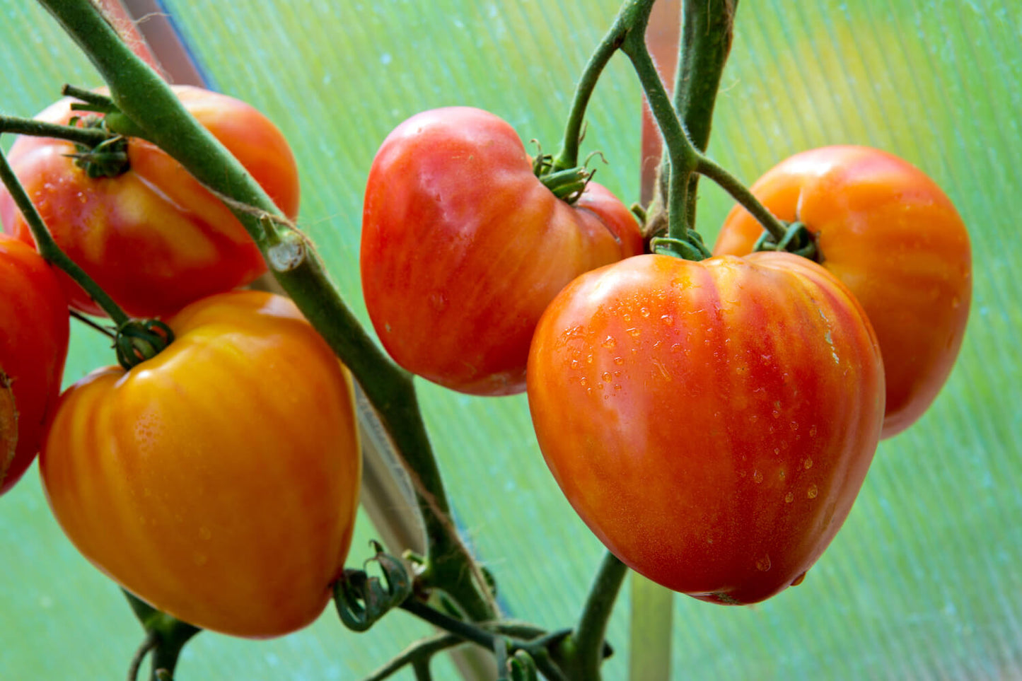 Orange Russian Oxheart Tomato Solanum lycopersicum for planting in home garden