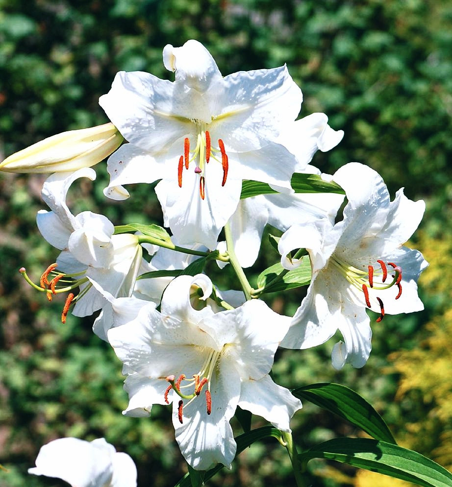 Casablanca Lily