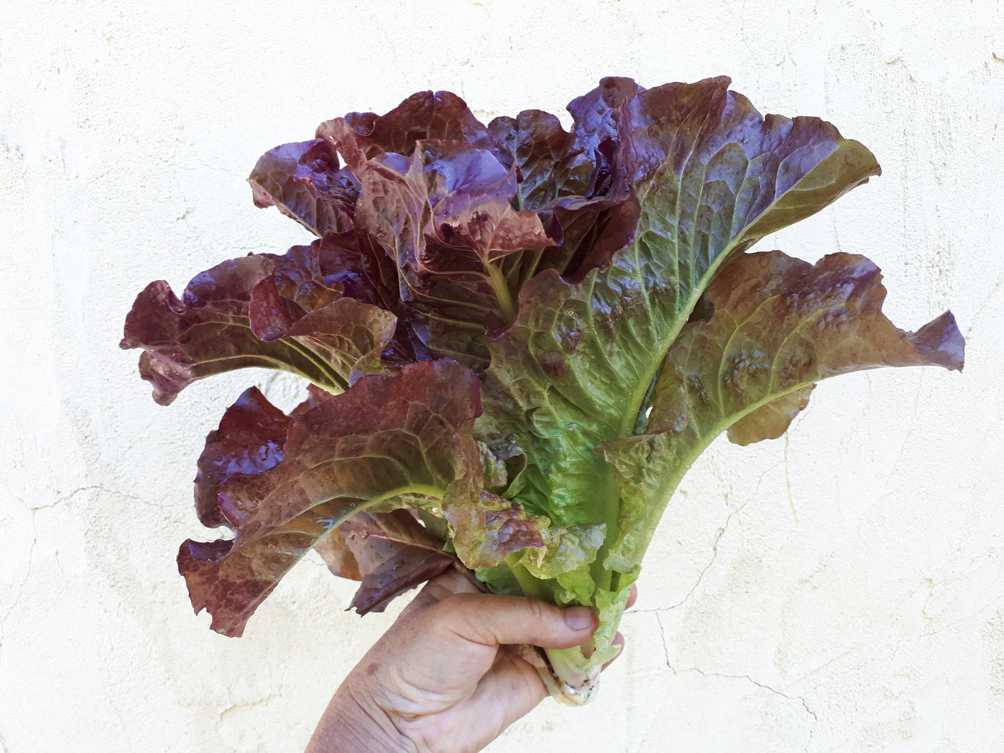 Outredgeous – Lettuce Seed