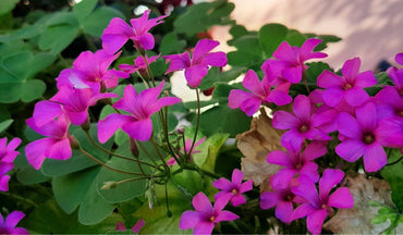 Oxalis Flower Seeds – Heirloom, Non-GMO Seeds for Planting Colorful Blooms