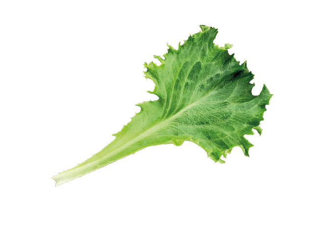 Celinet – Organic Lettuce Seed