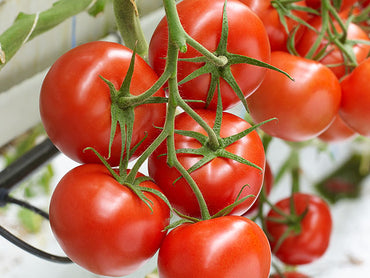 Marbonne/Estamino Organic Tomato Seed
