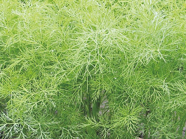 Green Sleeves – Dill Seed