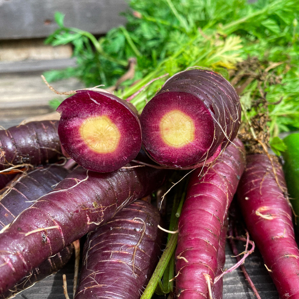 Purple Star – Purple Carrot Seeds