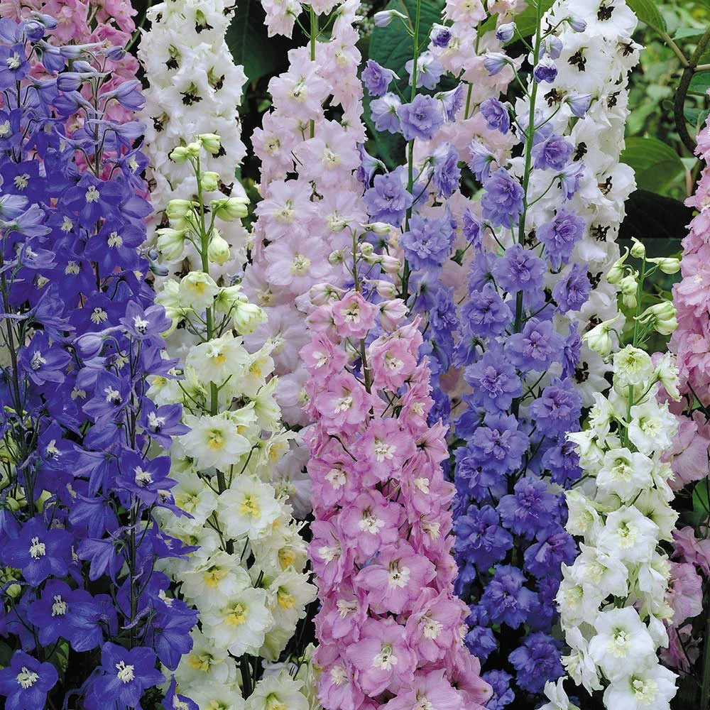 Delphinium- Pacific Giants Mix