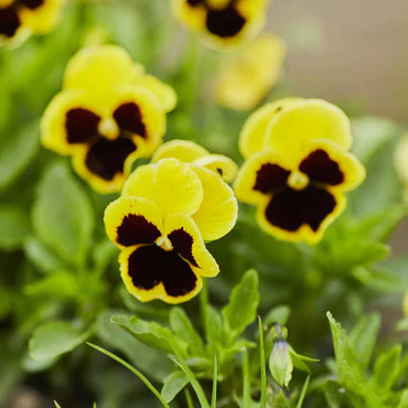 Pansy- Swiss Giants Rhinegold