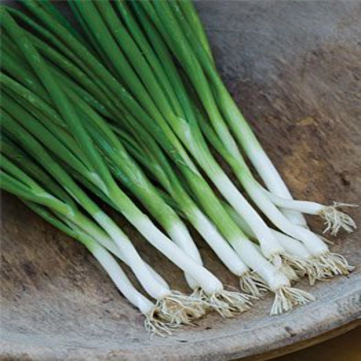 Nabechan – Onion Seed