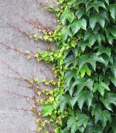 Parthenocissus Tricuspidata Flower Seeds – Heirloom, Non-GMO, Climbing Vine Blooms for Garden Planting