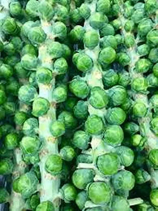 Brussel Sprout Long Island Vegetable Seeds
