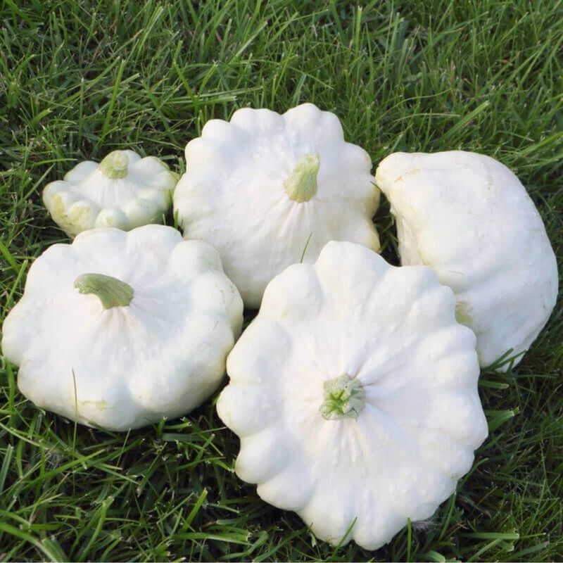 Squash Patisson White Vegetable Seeds for Planting – Non-GMO, Heirloom Garden Seeds for Your Garden