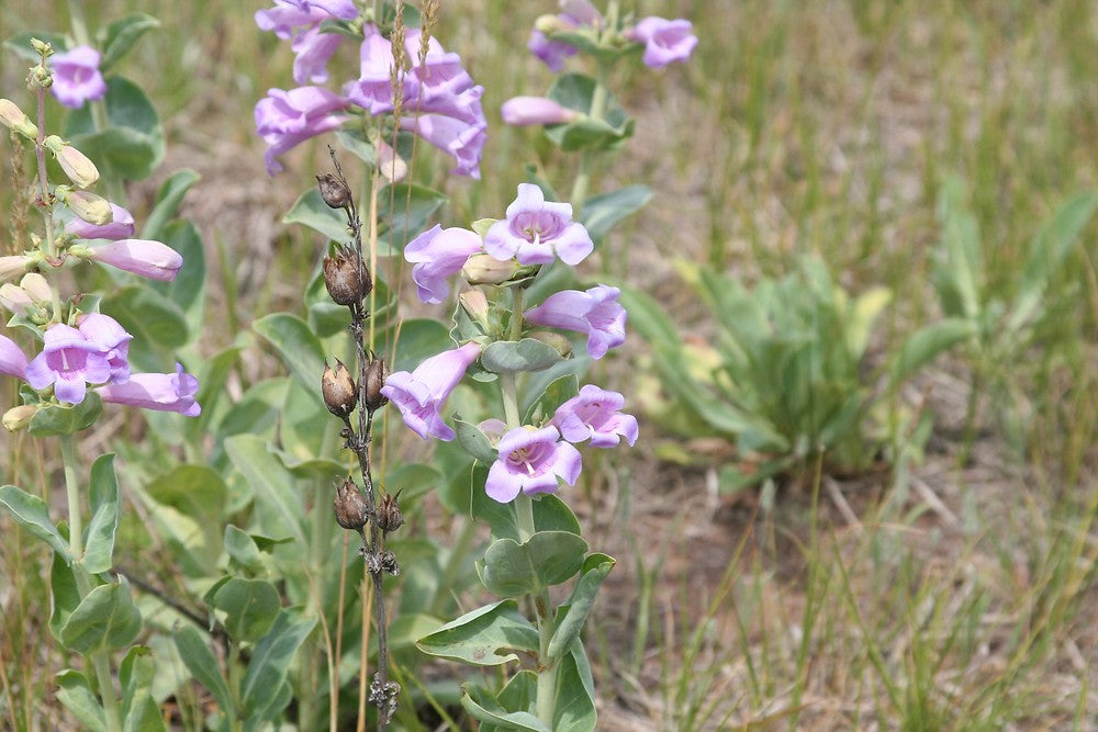 Heirloom Penstemon Grandiflorus Flower Seeds for Planting, Non-GMO