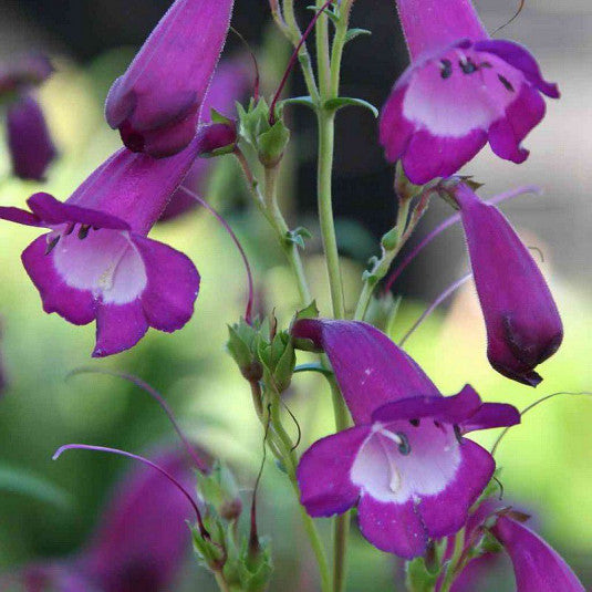 Penstemon- Compact Mix