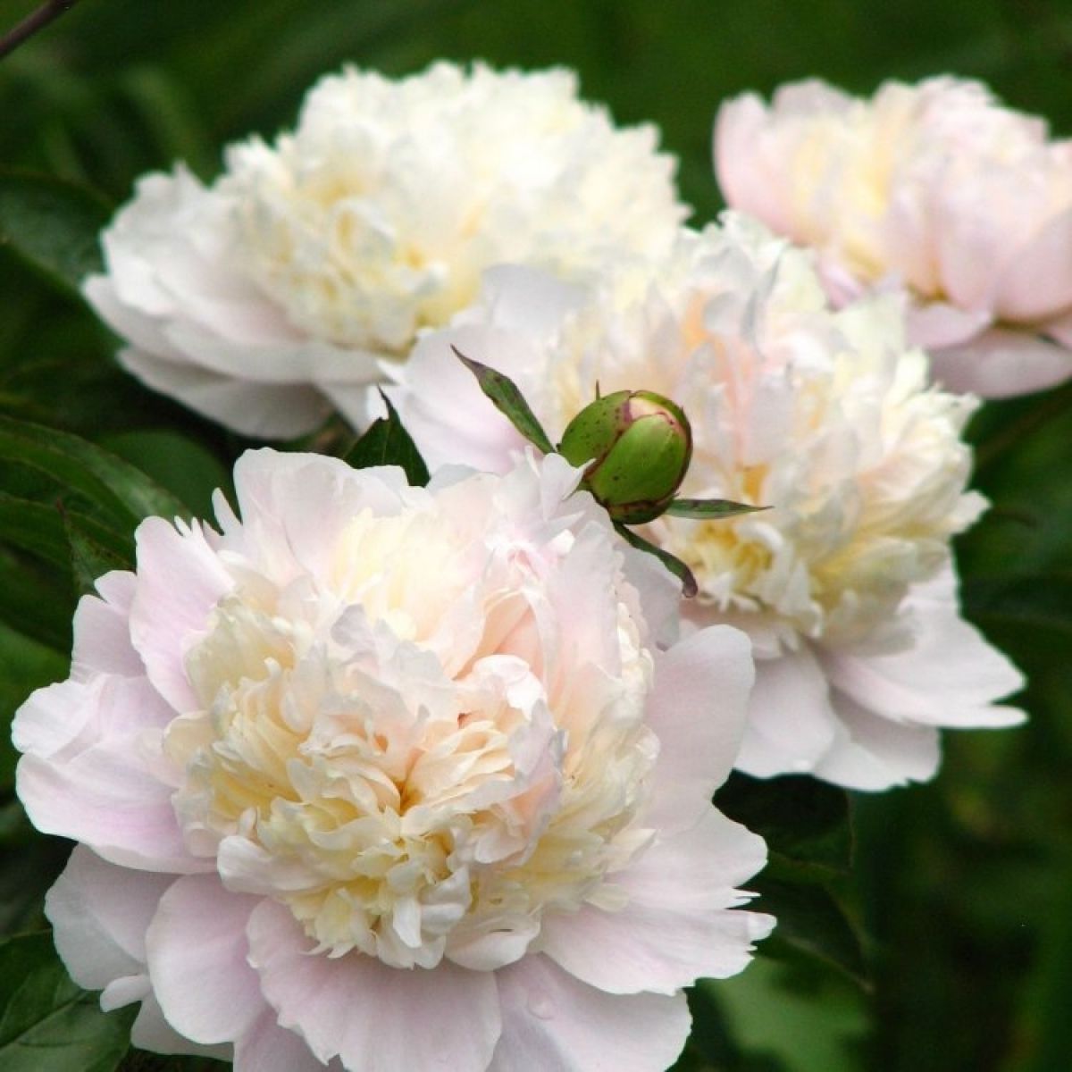 Shirley Temple Peony