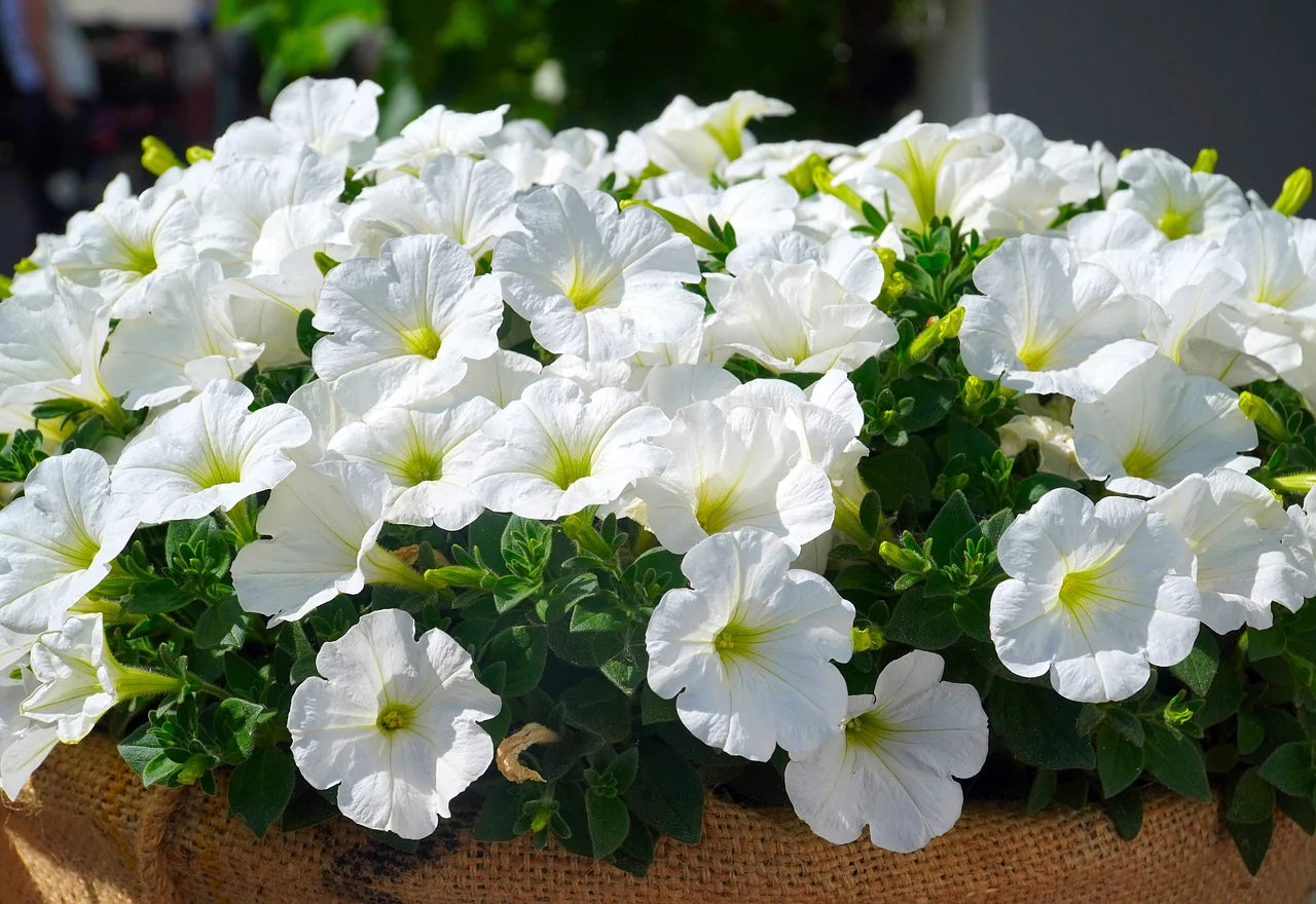 Petunia- Snowball