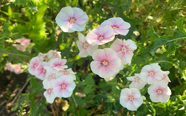 Phlox- Blushing Bride