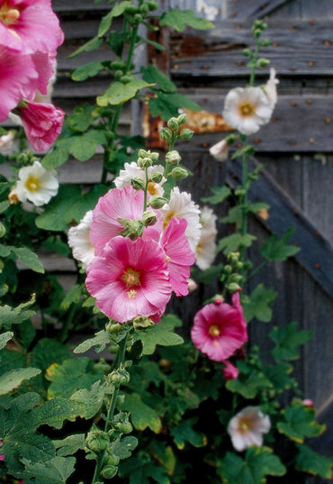 Hollyhock Pink Flower Seeds for Planting – Organic, Heirloom, Non-GMO Seeds