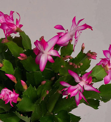 Heirloom Non-GMO Schlumbergera Flower Seeds | Rosy Christmas Cactus Blooms for Indoor Pots