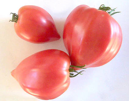 Tomato- Oxheart Red