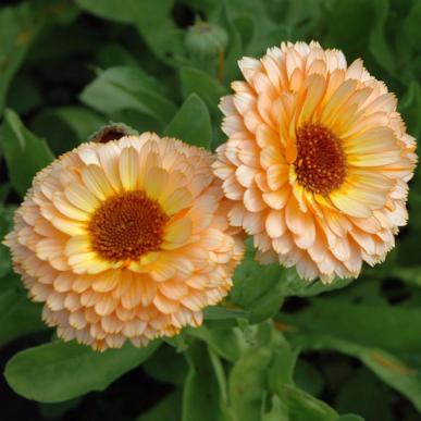 Calendula- Pink Surprise