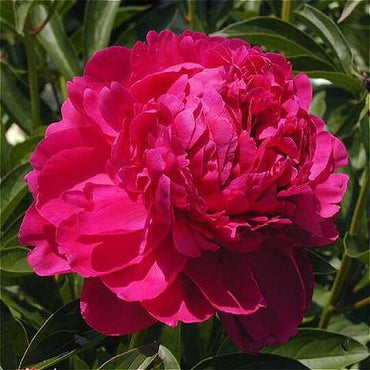 Paul M Wild Peony
