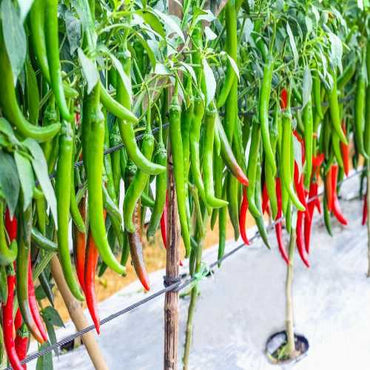 Chilli Jwala Vegetable Seeds