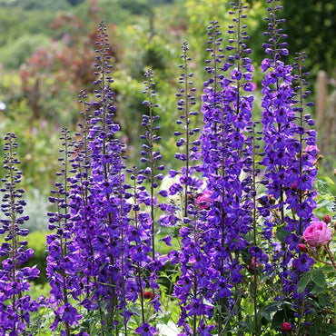 Delphinium- Pacific Black Knight