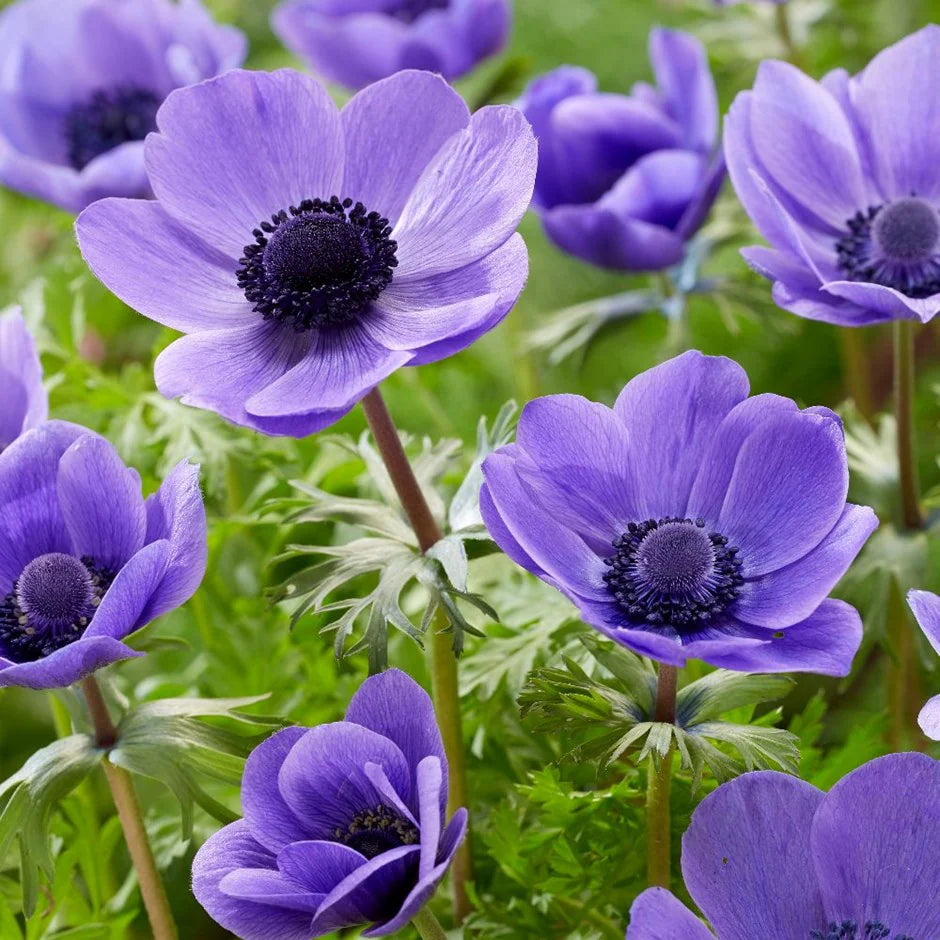 Mr. Fokker Anemone Seeds