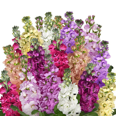 Matthiola Flower Seeds 100 for Planting 100